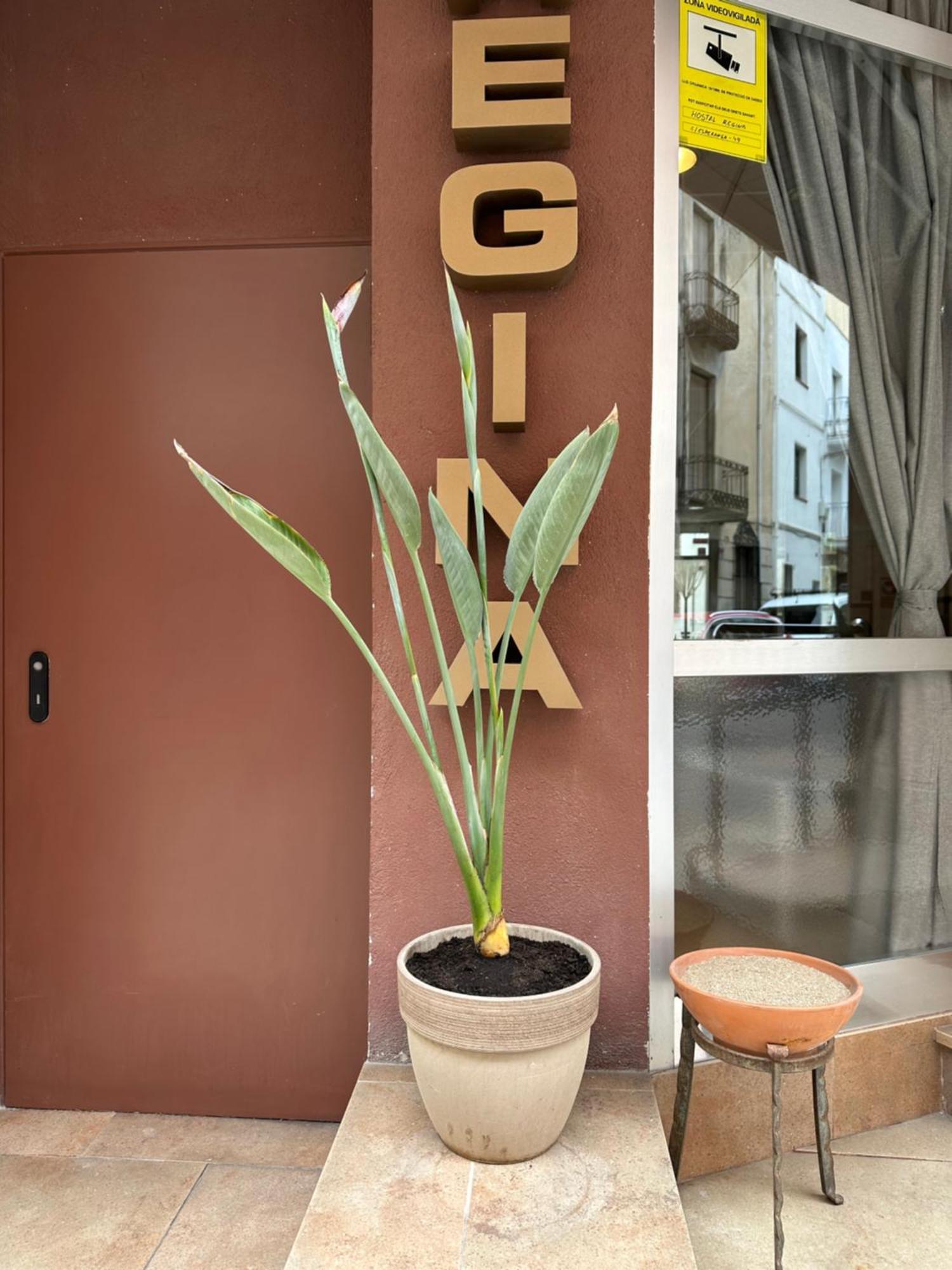 Hostal Regina Бланес Екстер'єр фото
